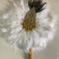 Feather Fan